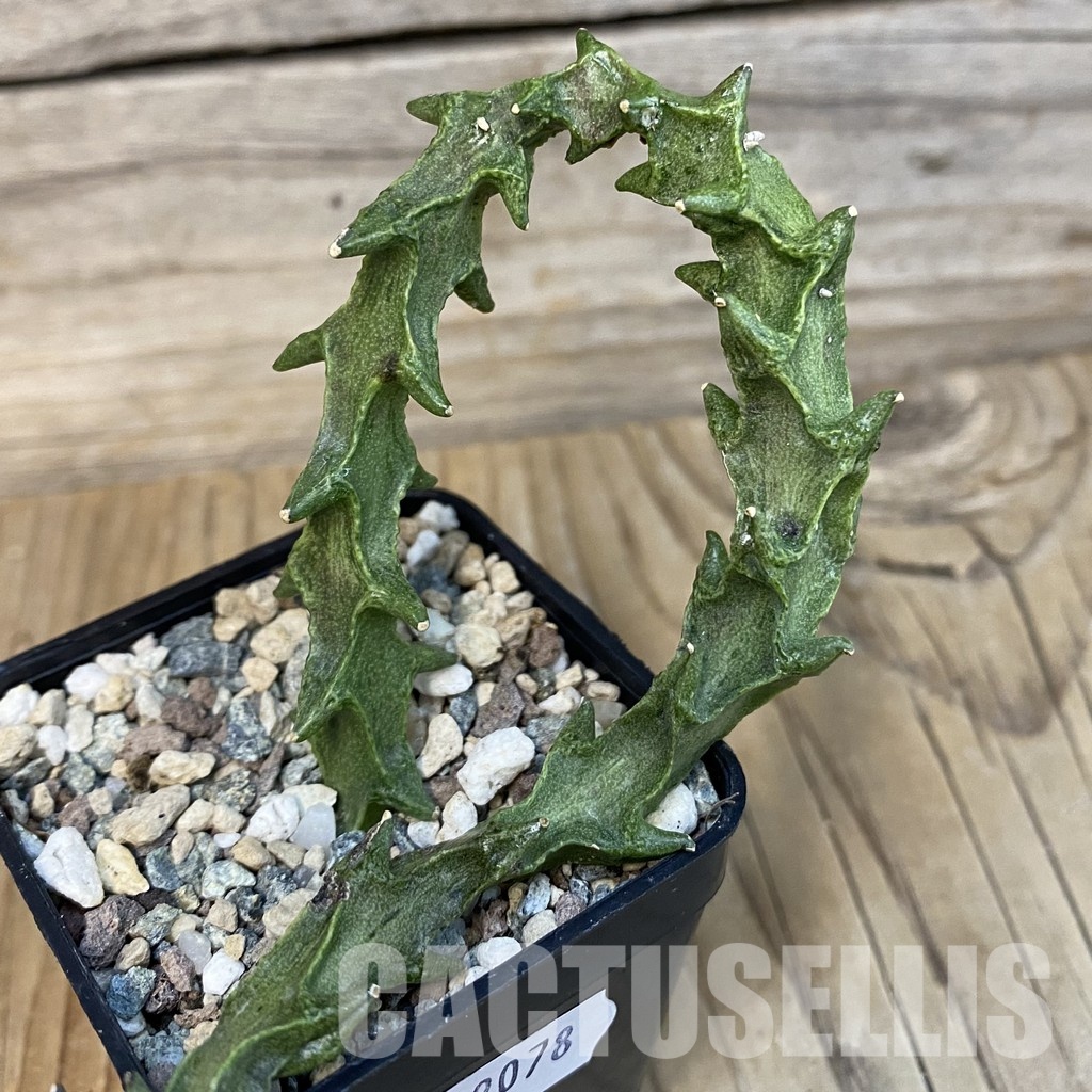 SH29078 Ceropegia simoneae ‘Green Form’ - Image 2