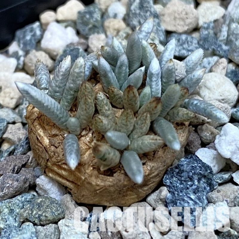 SH29111 Avonia alstonii