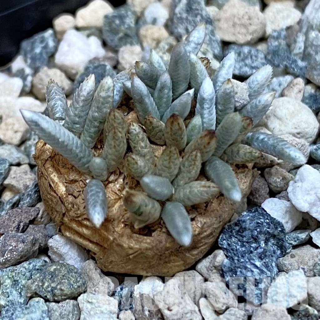 SH29111 Avonia alstonii