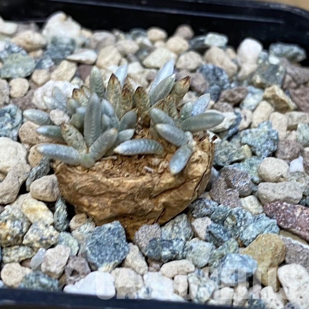 SH29111 Avonia alstonii - Image 2