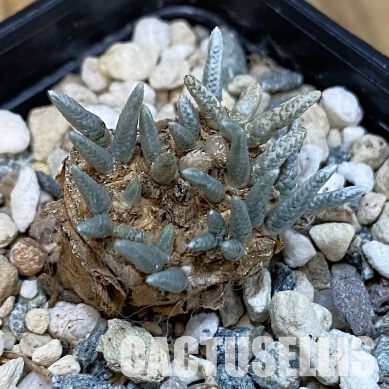 SH29112 Avonia alstonii