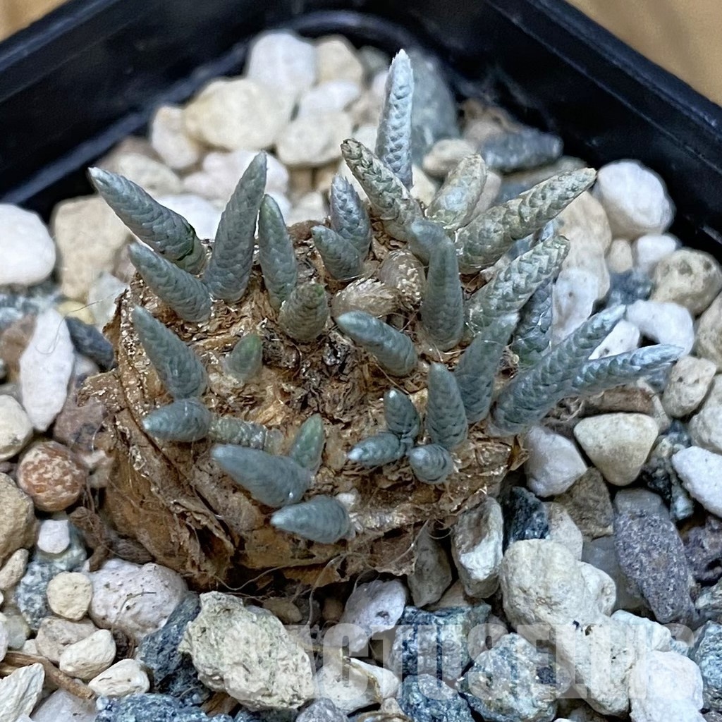 SH29112 Avonia alstonii