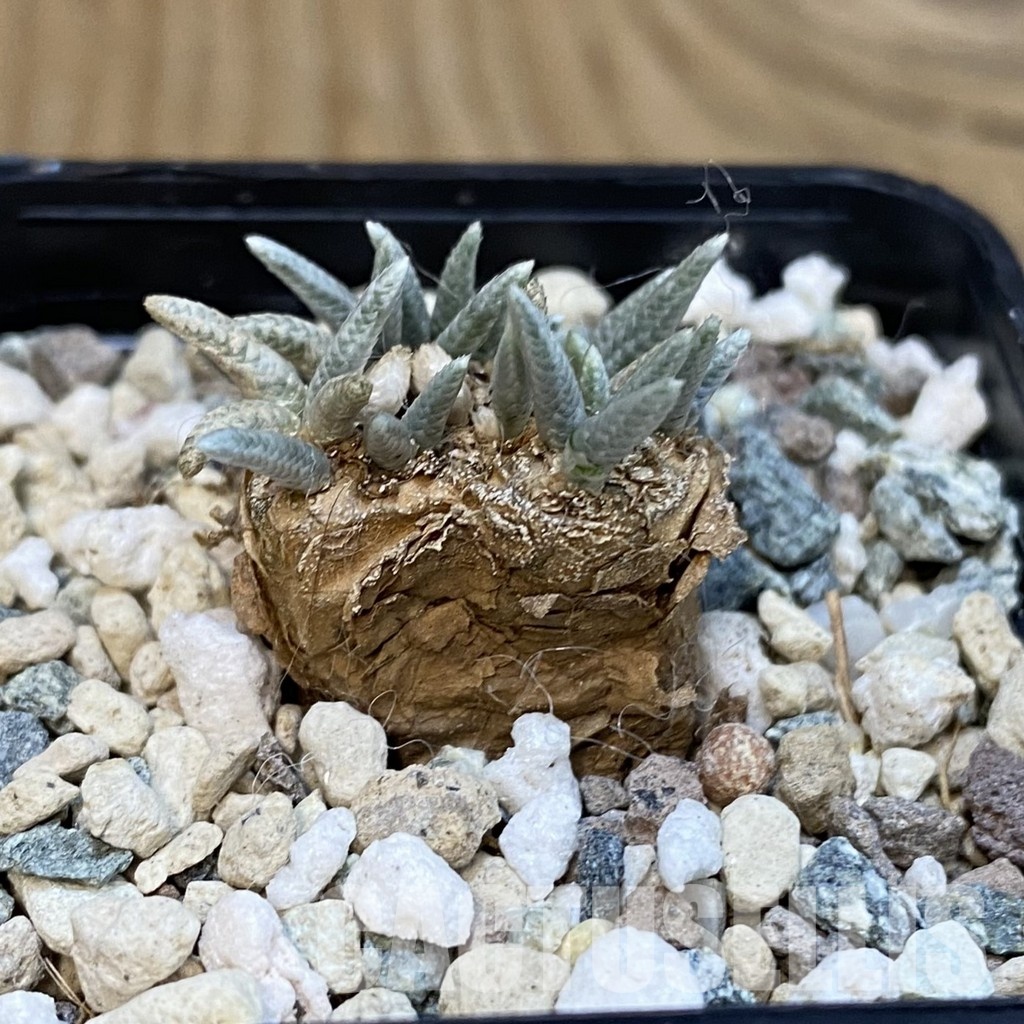 SH29112 Avonia alstonii - Image 2