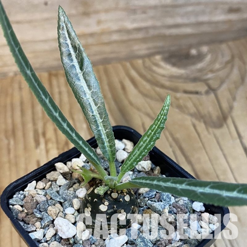 SH29113 Dorstenia lancifolia