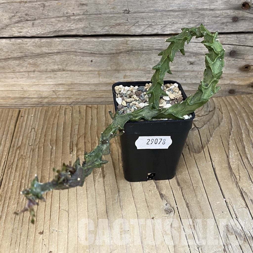 SH29078 Ceropegia simoneae ‘Green Form’ - Image 3