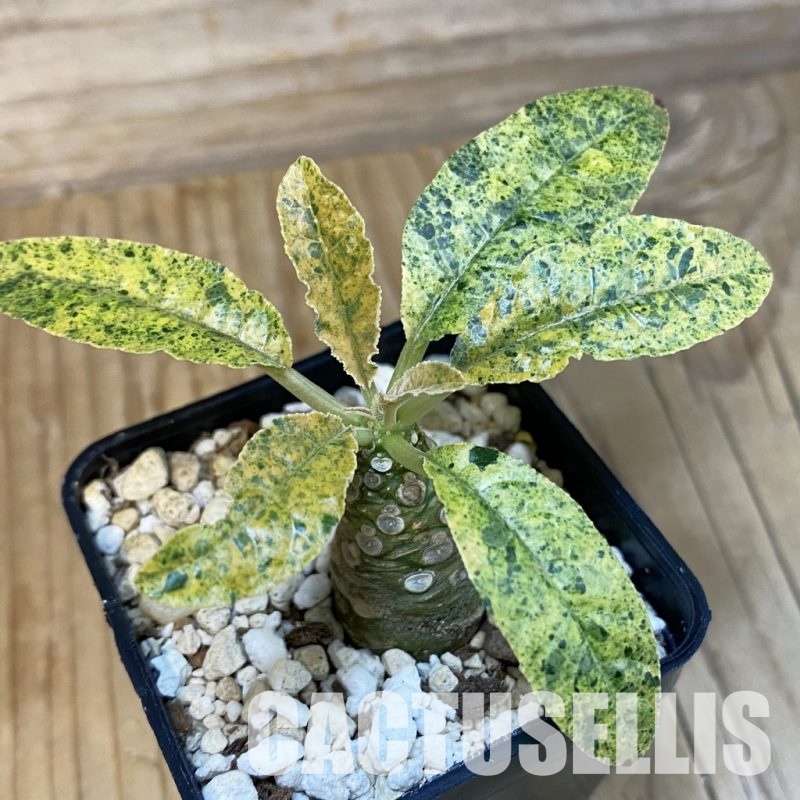 SH29114 Dorstenia hybrid f. variegata