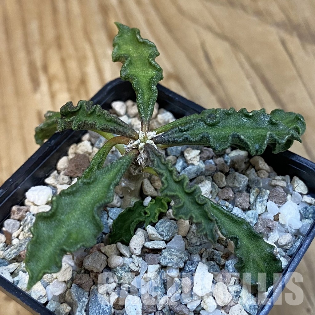 SH29115 Euphorbia decaryi v. spirosticha