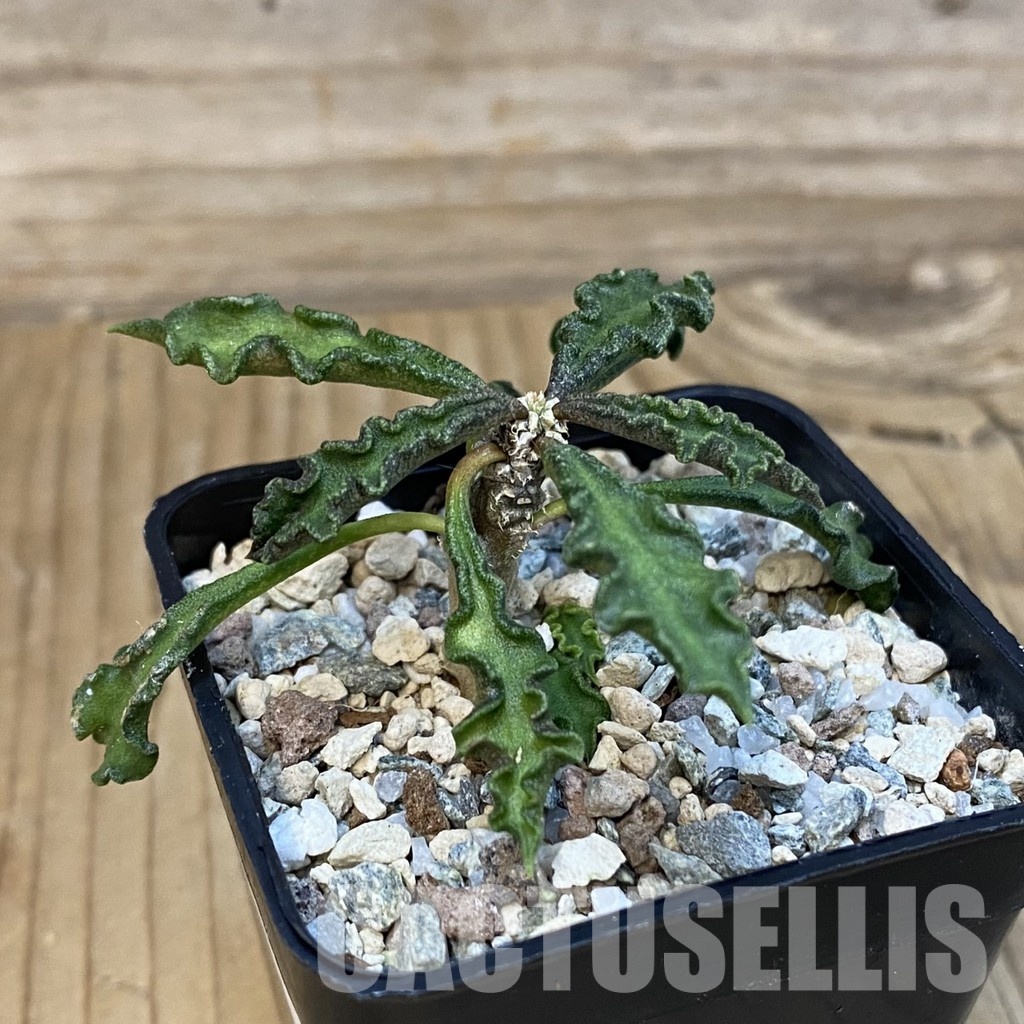 SH29115 Euphorbia decaryi v. spirosticha - Image 2