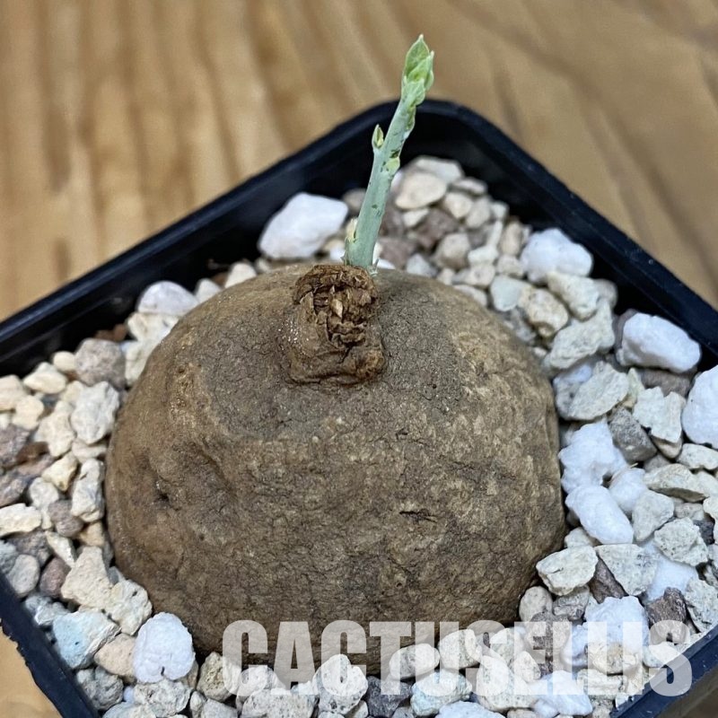 SH29116 Stephania erecta