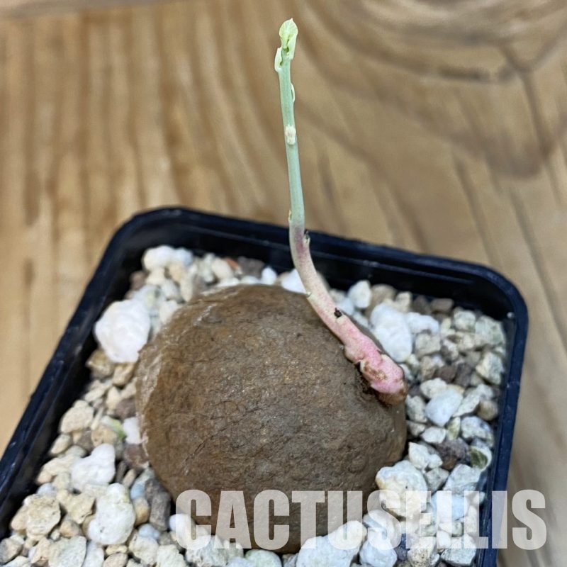 SH29117 Stephania erecta