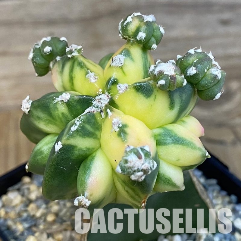 SH29118 Astrophytum myriostigma ‘Kikko' f. variegata, grafted