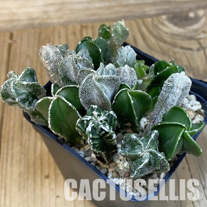 SH29119 Astrophytum myriostigma mix