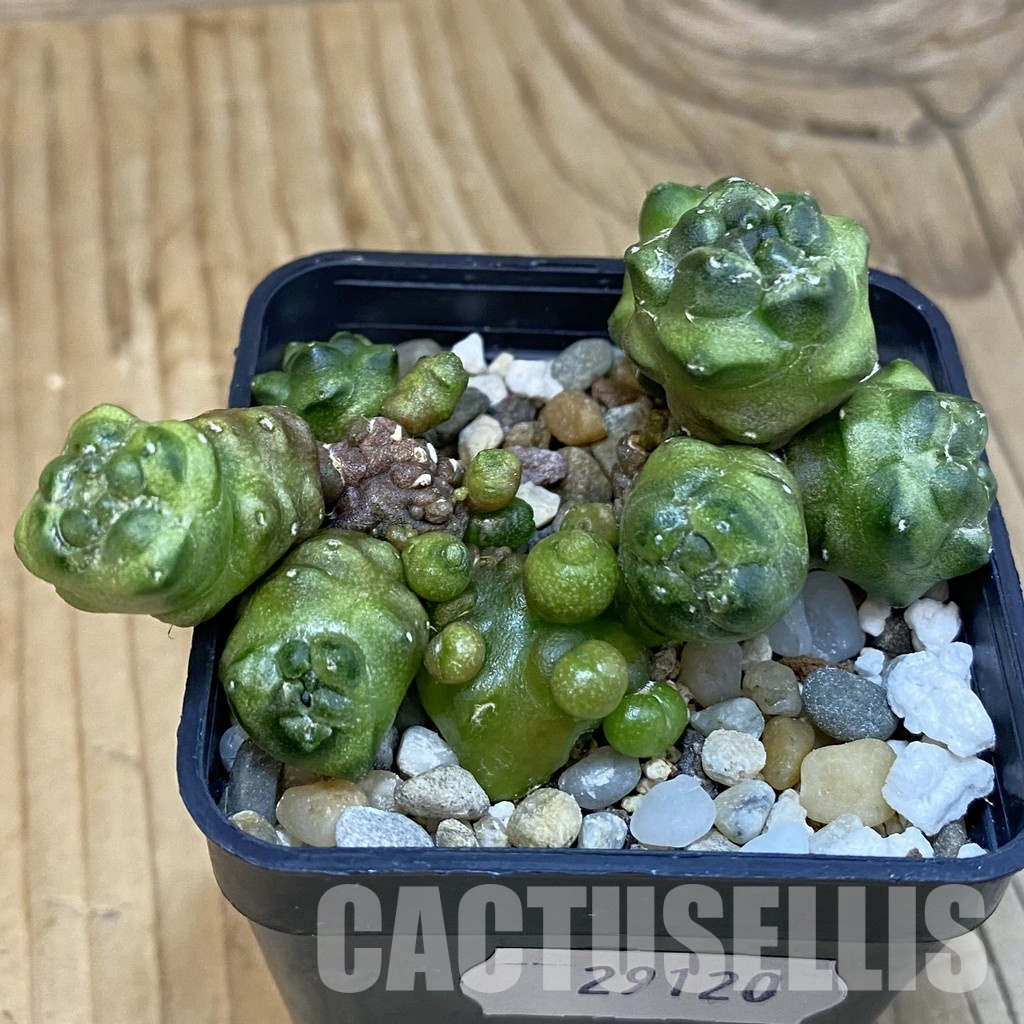 SH29120 Gymnocalycium mihanovichii ‘Transformer’ - Image 2