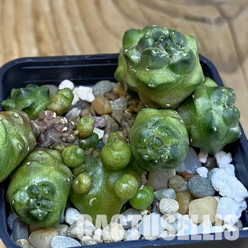 SH29120 Gymnocalycium mihanovichii ‘Transformer’