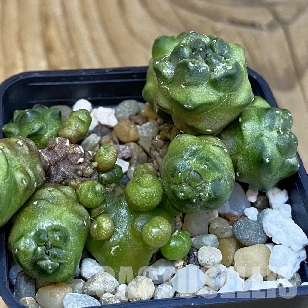 SH29120 Gymnocalycium mihanovichii ‘Transformer’