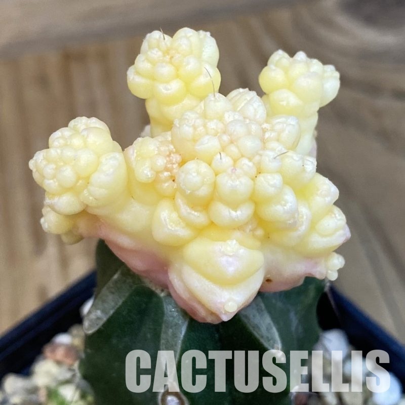 SH29121 Gymnocalycium mihanovichii ‘Transformer’ f. variegata, grafted