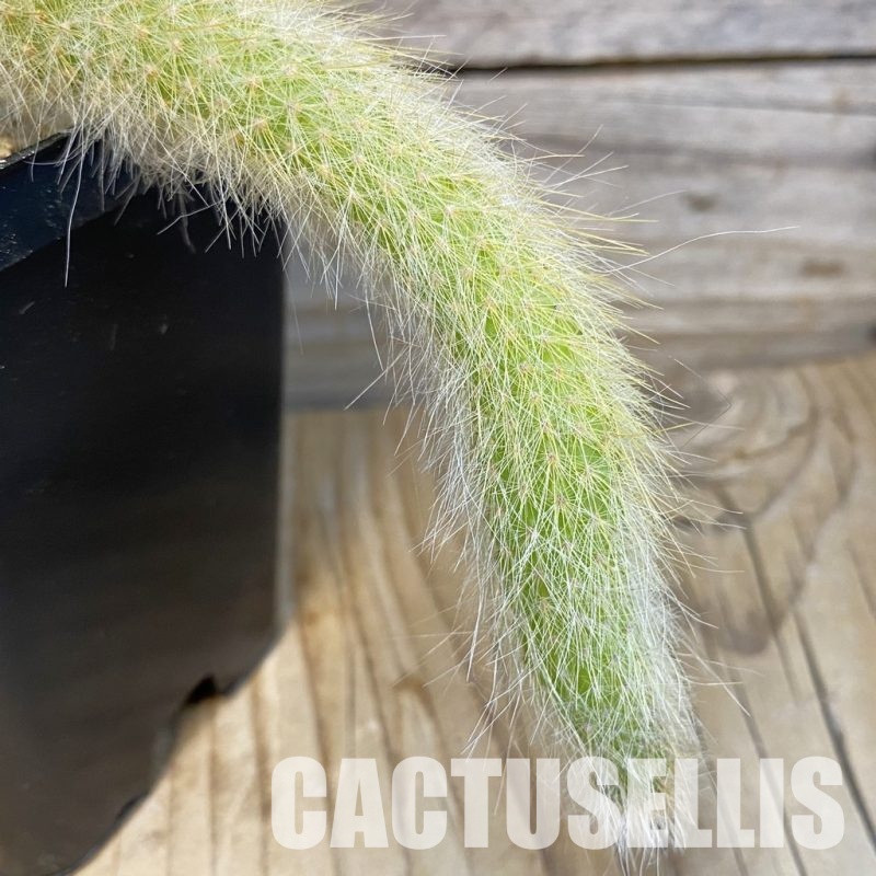 SH29122 Hildewintera colademononis, seedling