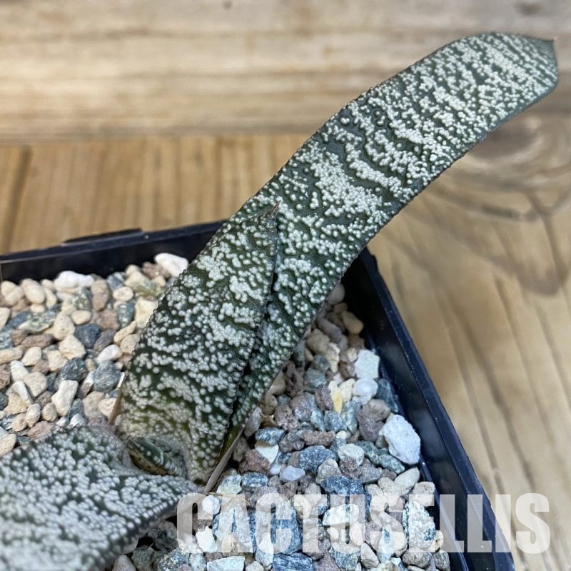 SH29124 Gasteria hybrid