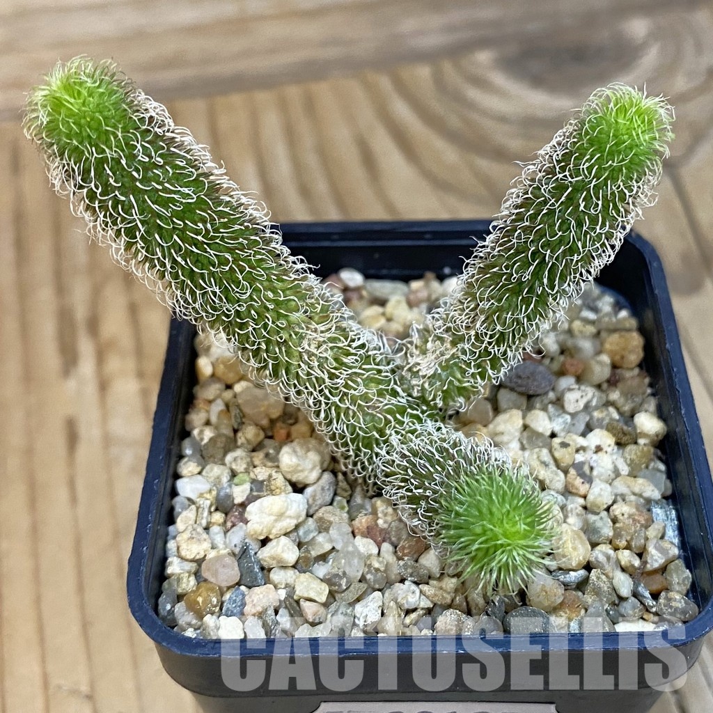 SH29125 Stapelianthus pilosus - Image 2