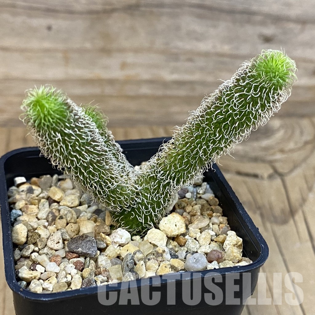 SH29125 Stapelianthus pilosus - Image 3
