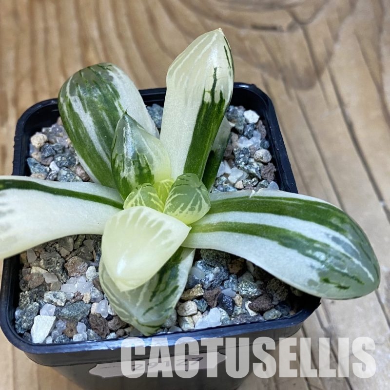 SH29127 Haworthia obtusa f. variegata