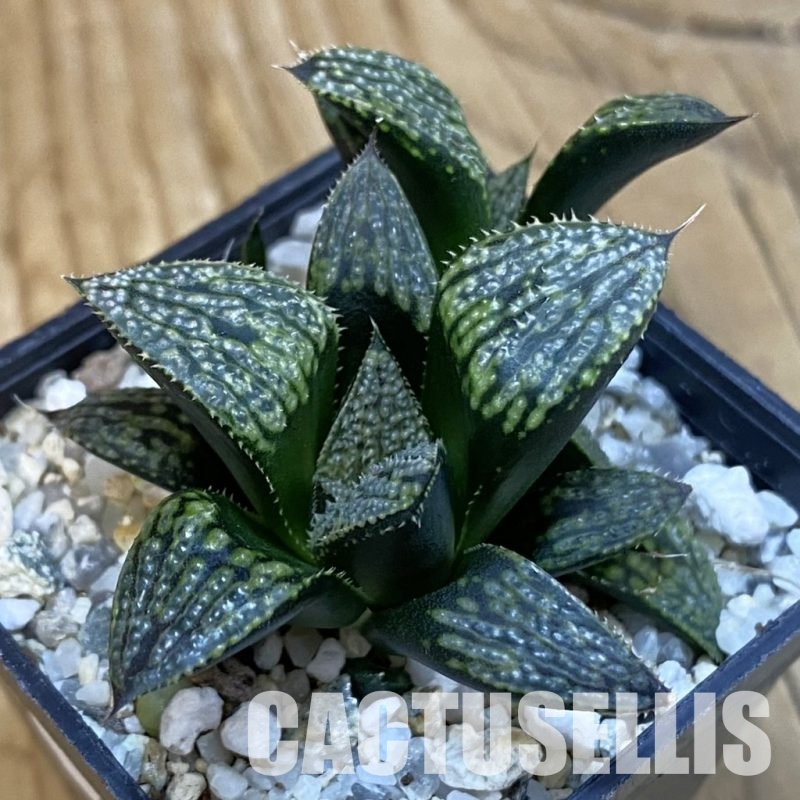 SH29129 Haworthia 'Kegazato' hybrid