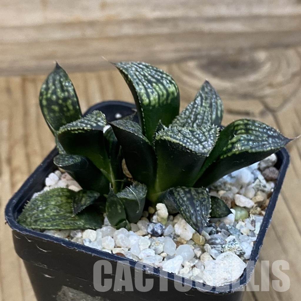 SH29129 Haworthia 'Kegazato' hybrid - Image 2