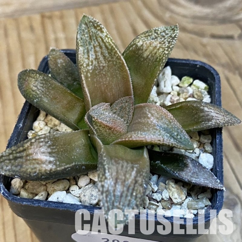 SH29080 Haworthia splendens 'Hakuja'