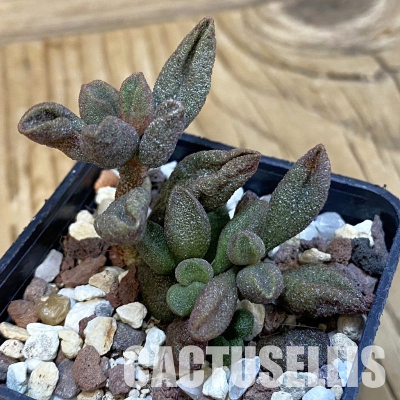 SH29130 Adromischus marianiae