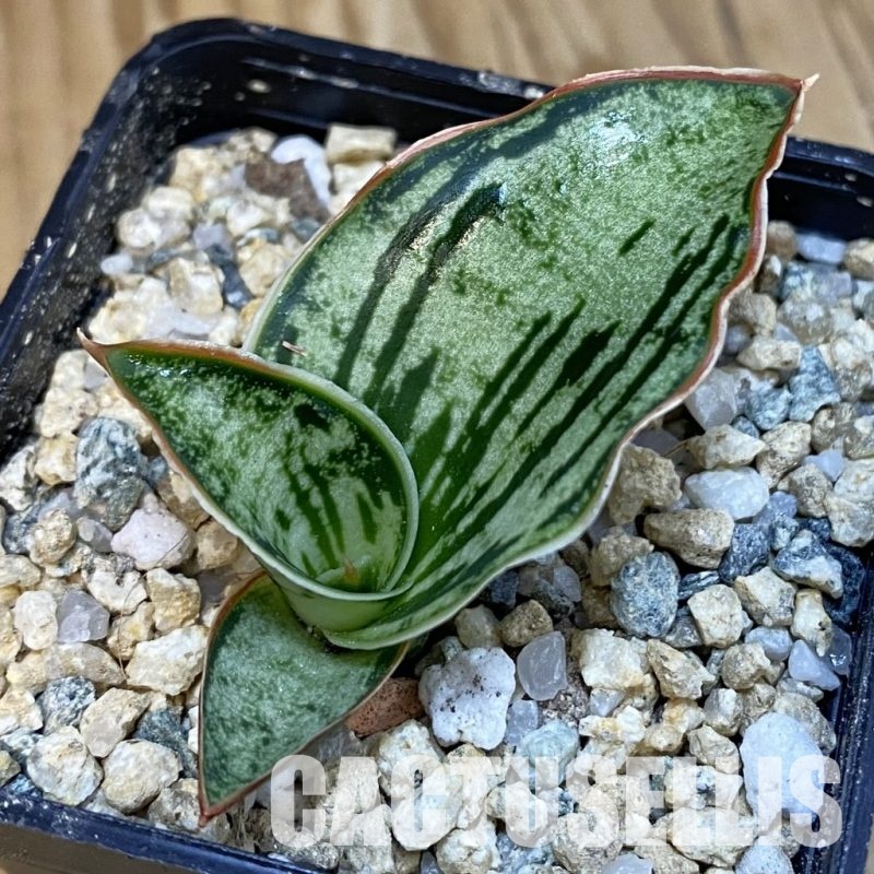 SH29131 Sansevieria 'Cleopatra'