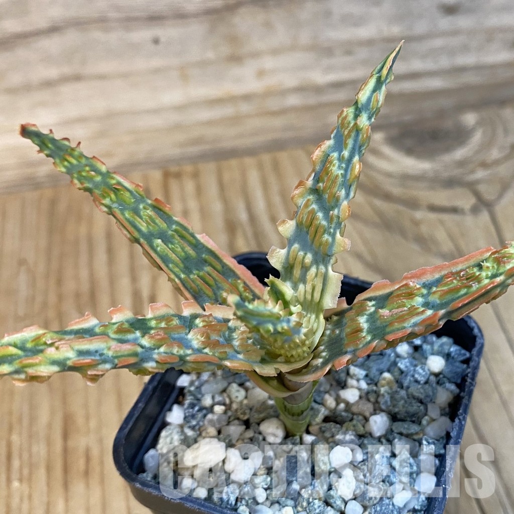 SH29133 Aloe TCT hybrid - Image 2