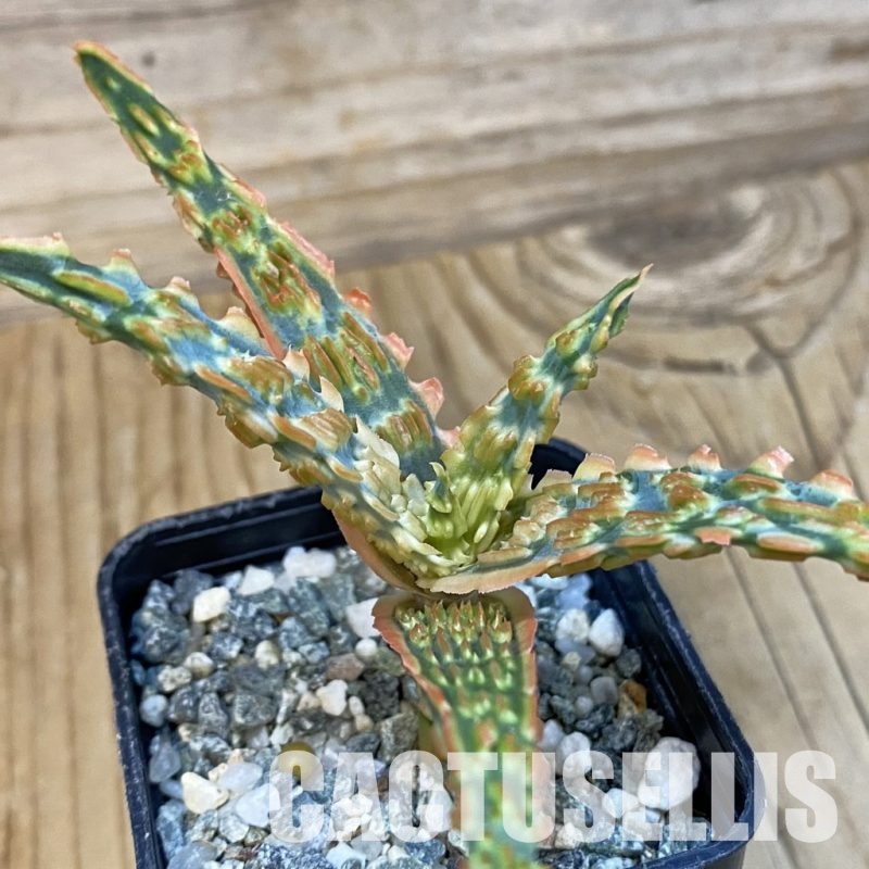 SH29133 Aloe TCT hybrid