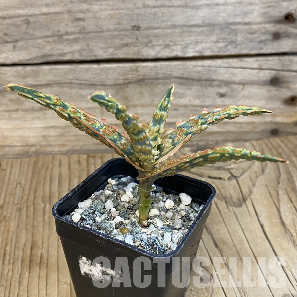 SH29133 Aloe TCT hybrid - Image 3