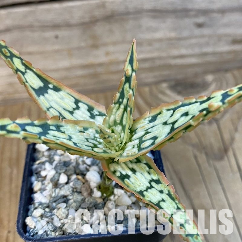 SH29134 Aloe TCT hybrid