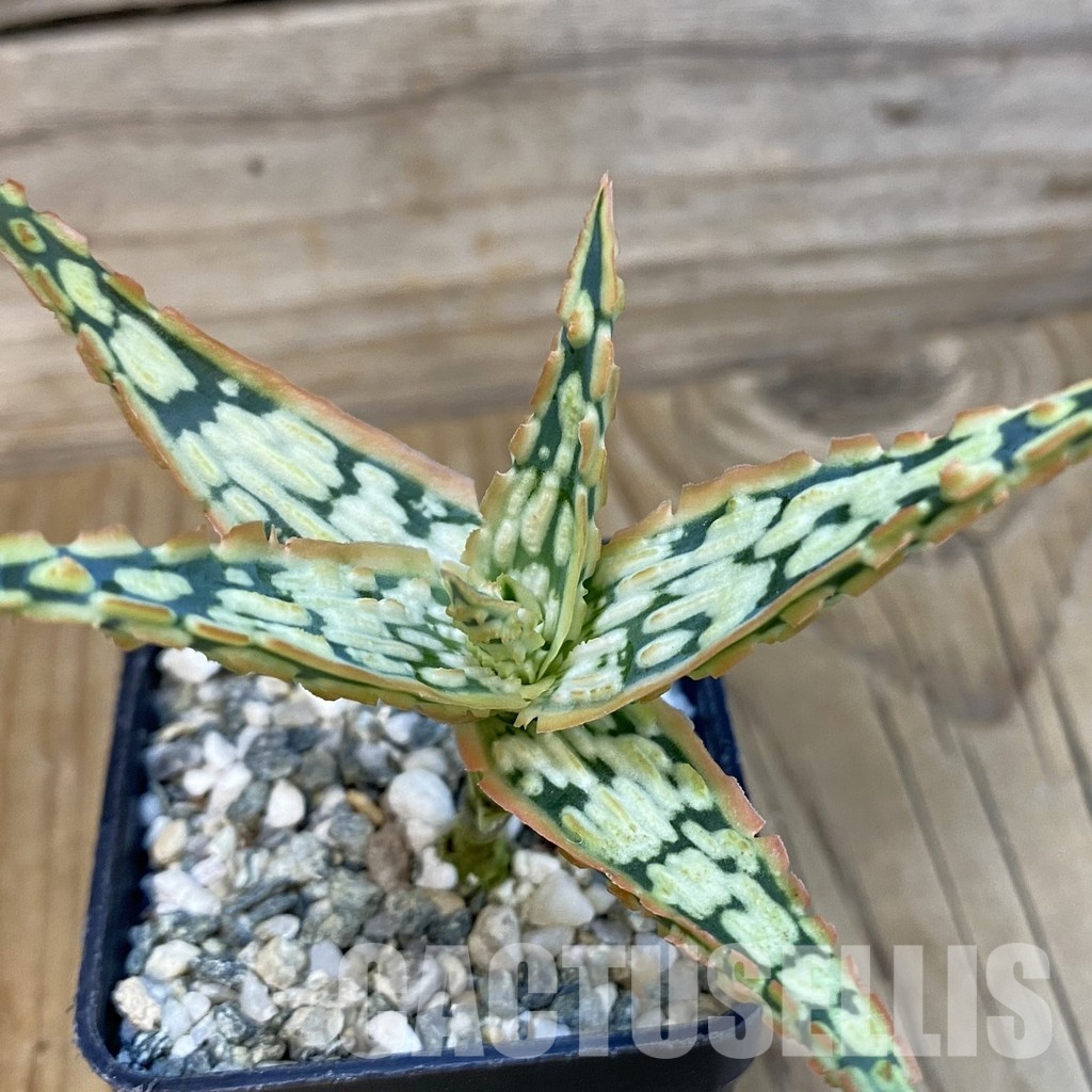 SH29134 Aloe TCT hybrid