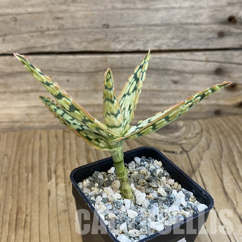 SH29134 Aloe TCT hybrid - Image 2