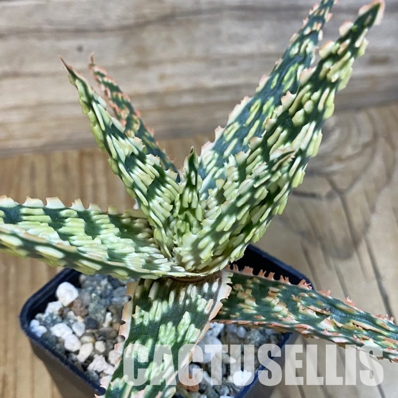 SH29135 Aloe TCT hybrid