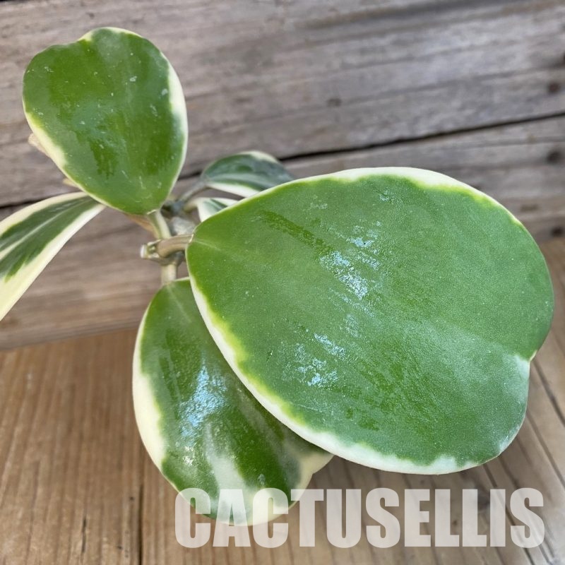 SH29075 Hoya kerrii f. variegata