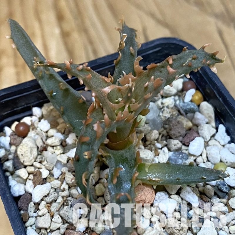 SH29136 Aloe TCT hybrid