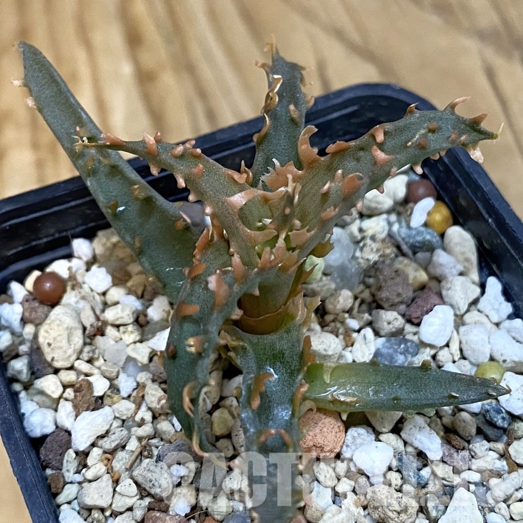 SH29136 Aloe TCT hybrid