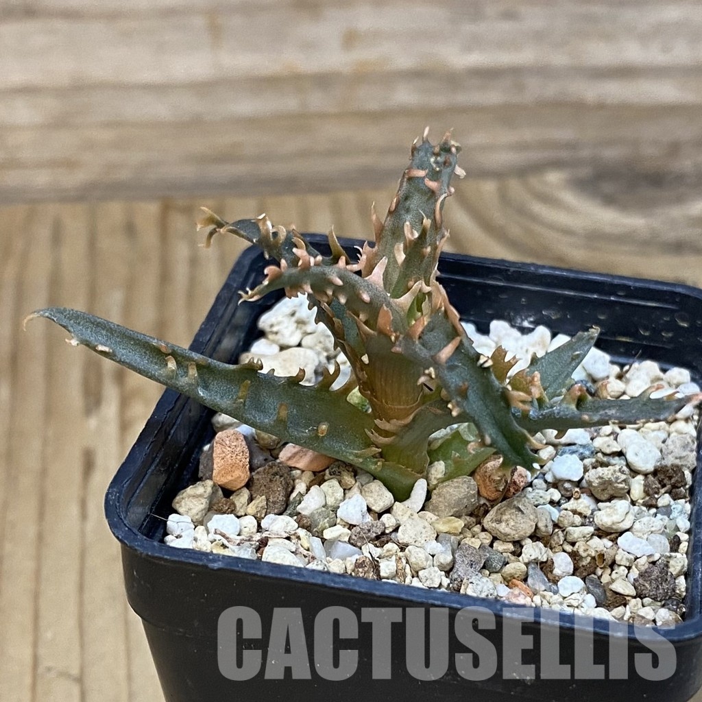 SH29136 Aloe TCT hybrid - Image 2