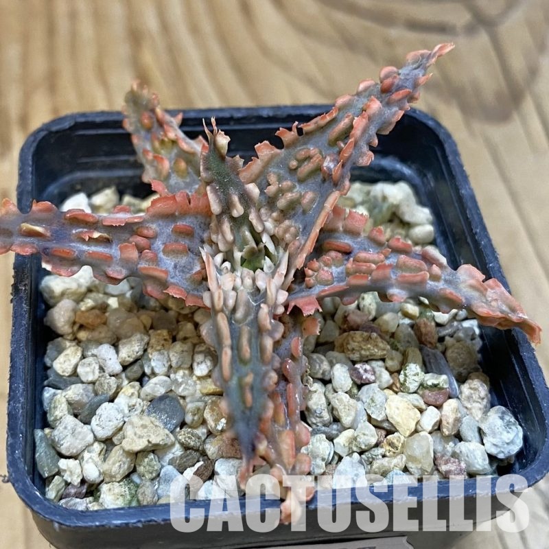 SH29137 Aloe TCT hybrid