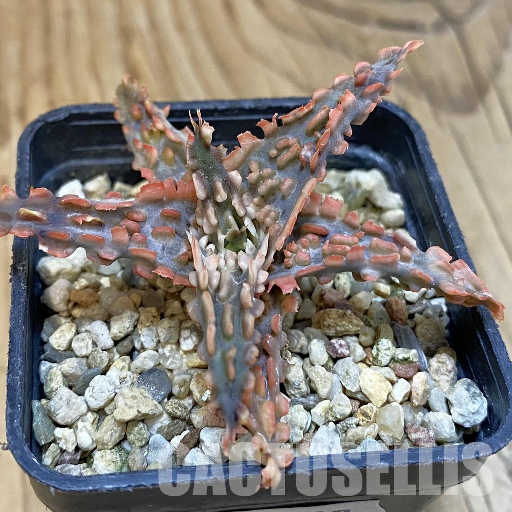 SH29137 Aloe TCT hybrid