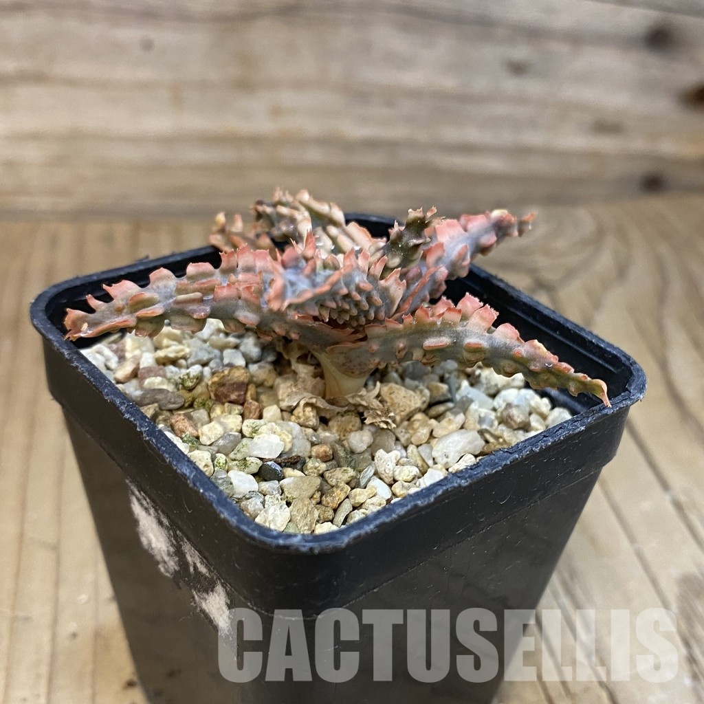 SH29137 Aloe TCT hybrid - Image 2