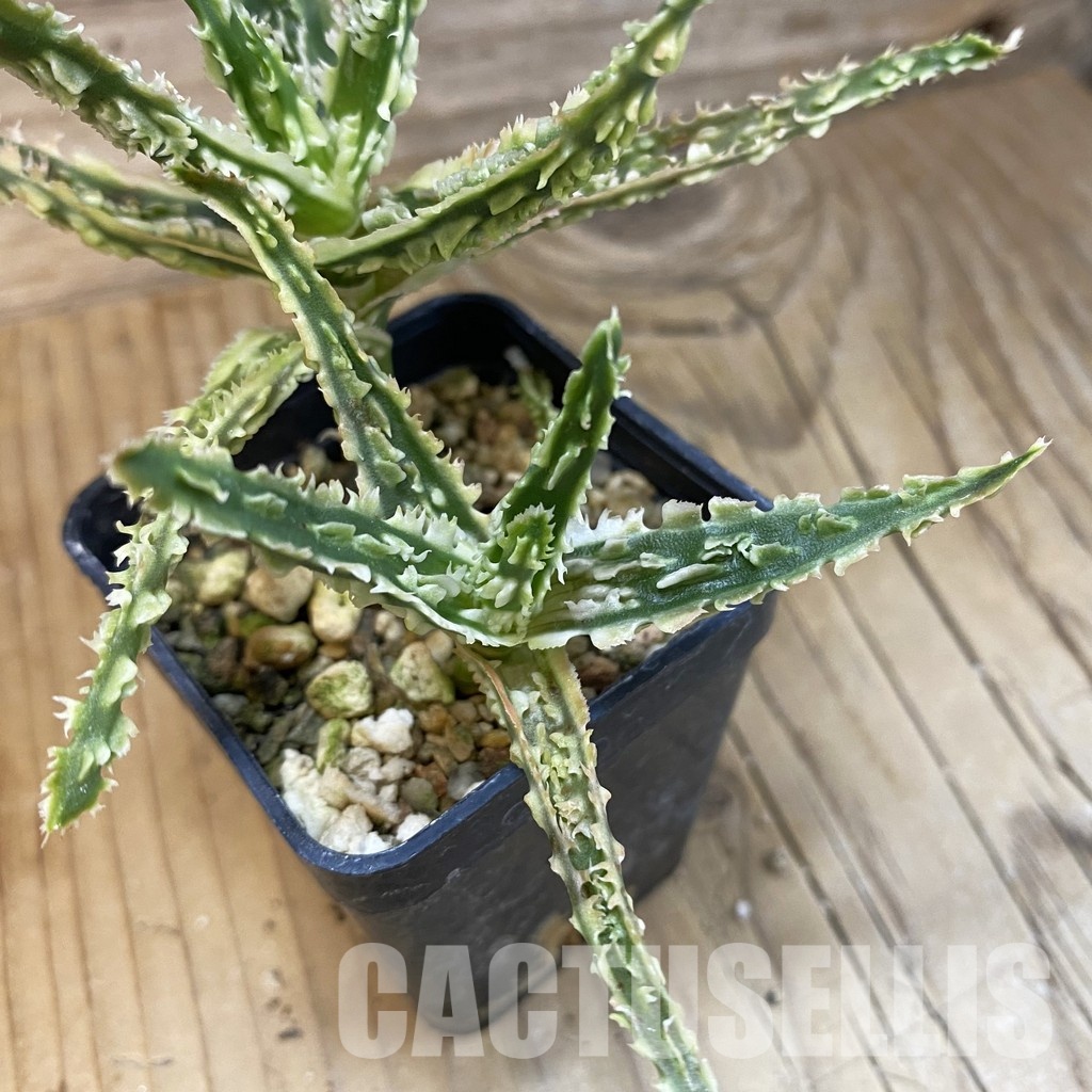 SH29138 Aloe TCT hybrid - Image 3