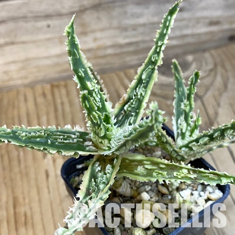 SH29138 Aloe TCT hybrid
