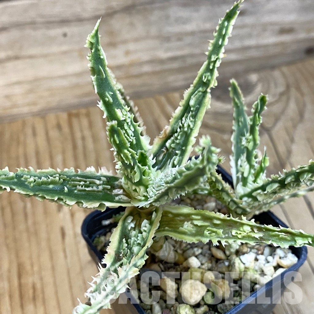 SH29138 Aloe TCT hybrid