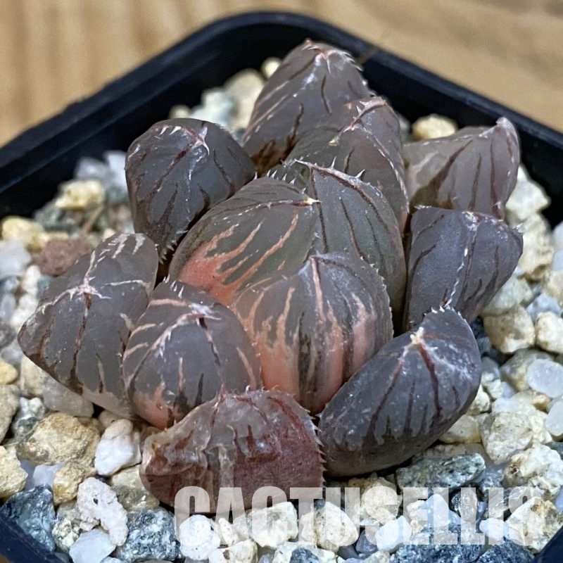 SH29081 Haworthia obtusa f. variegata