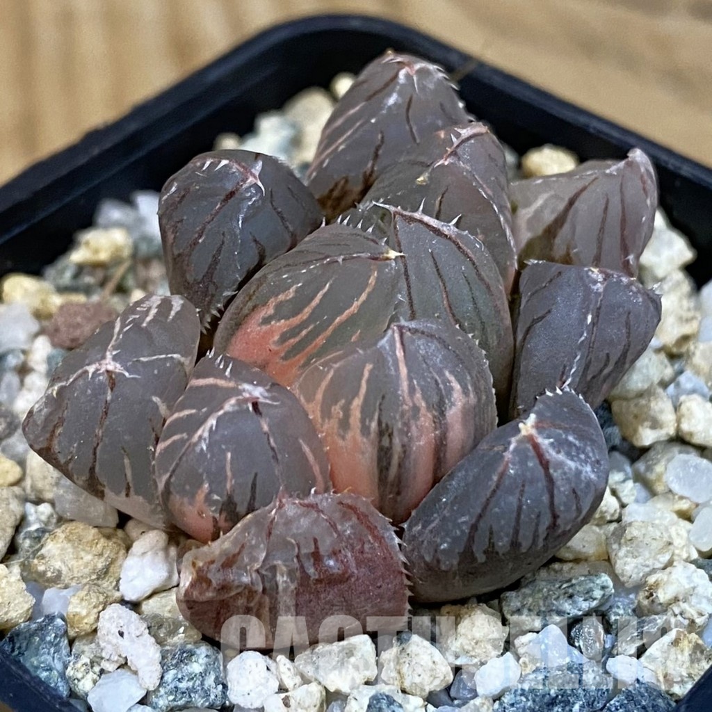 SH29081 Haworthia obtusa f. variegata