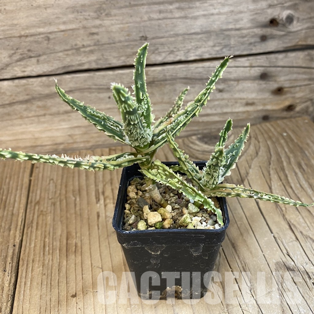 SH29138 Aloe TCT hybrid - Image 4